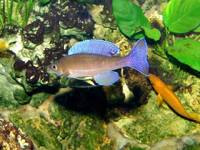 Cyprichromis leptosoma 'Malasa'